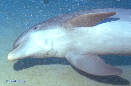 Delfino, Bottlenosed Dolphin