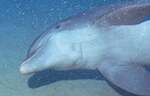 Bottlenosed Dolphin (23k)