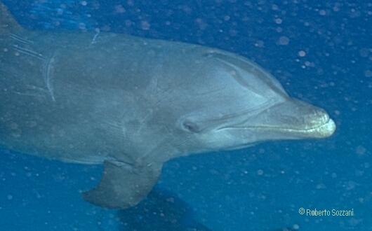 Delfino, Bottlenosed Dolphin