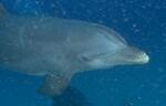 Bottlenosed Dolphin (19k)