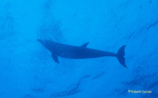 Delfino, Bottlenosed Dolphin