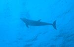 Bottlenosed Dolphin (16k)
