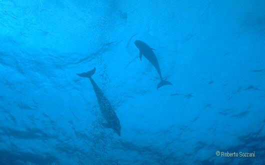 Delfino, Bottlenosed Dolphin