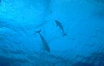 Bottlenosed Dolphin (16k)