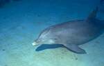 Bottlenosed Dolphin (16k)