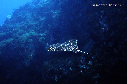 Aetobatus narinari