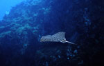 Eagle Ray (16k)