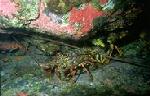 Lobster (45k)