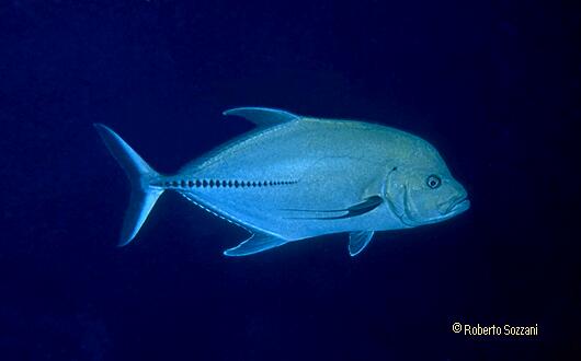 Caranx lugubris