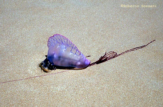 Caravella Portoghese, Portuguese Man of War, Physalia physalis