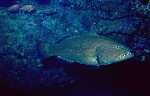 Grouper (17k)