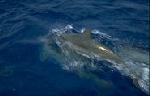 Dolphin (24k)