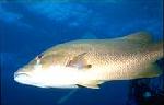 Dog Snapper (22k)