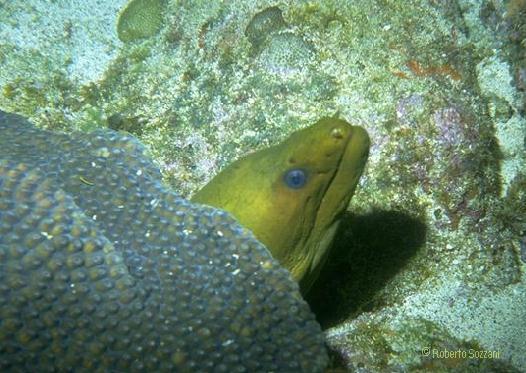 Gymnothorax funebris