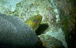 Green Moray (50k)