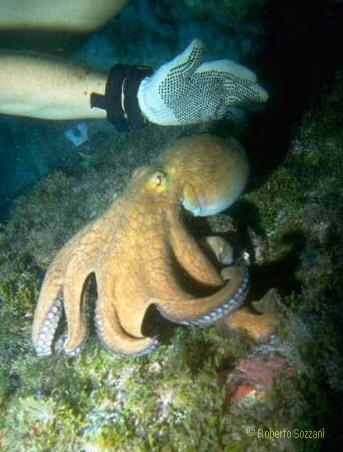 Octopus vulgaris