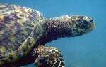 Green Turtle (14k)