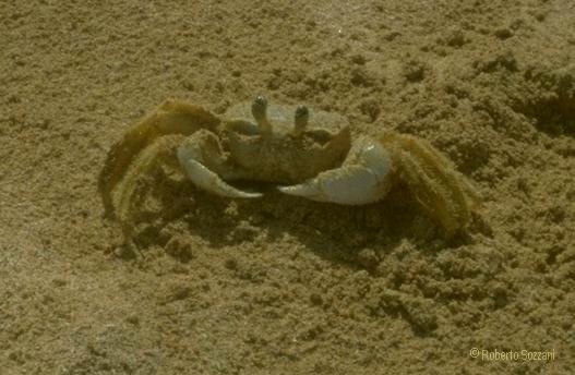 Granchio - Crab