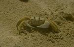 Crab (34k)