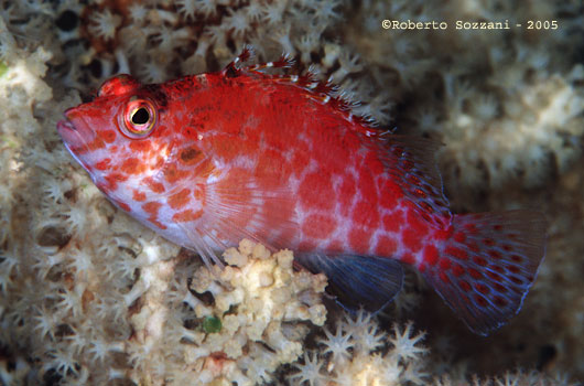 Cirrhitichthys oxicephalus