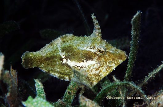 Acreichthys tomentosus