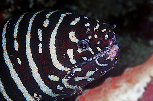 Gymnomuraena zebra