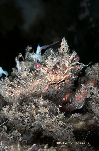 Decorator crab