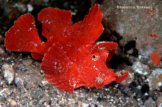 Rhinopias eschmeyeri