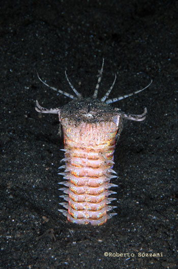Bobbit Worm, Eunice sp.