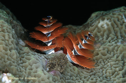 Spirobranchus giganteus