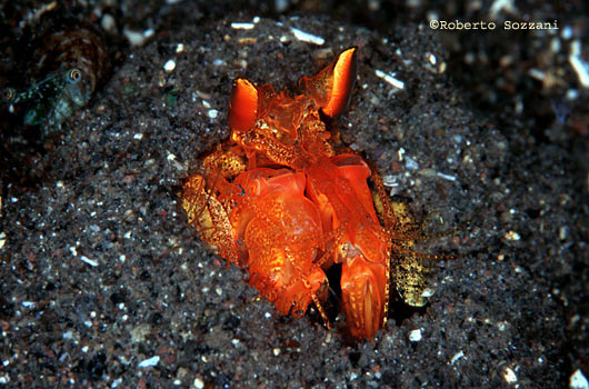 Lysiosquilloides sp.