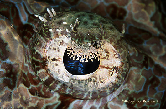 Cymbacephalus beauforti