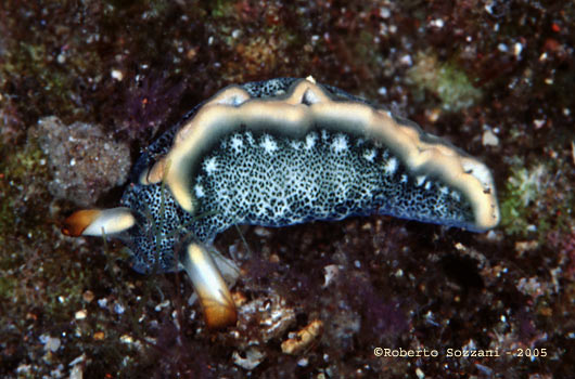 Thuridilla carlsoni