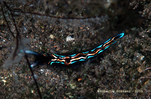 Thuridilla livida