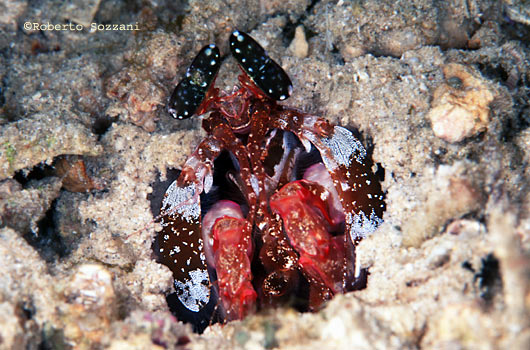 Lysiosquillina sp.