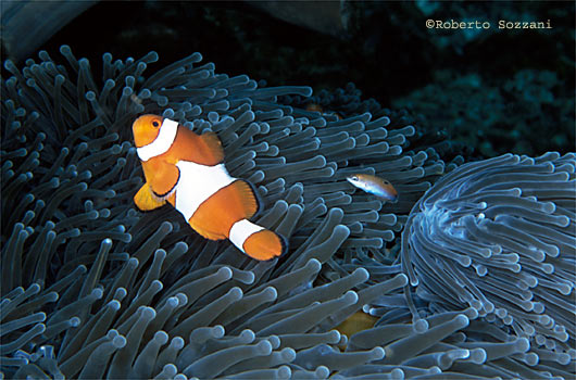 Amphiprion ocellaris