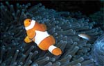 False clown anemonefish