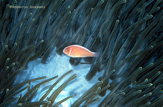 Amphiprion perideraion
