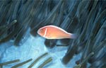Pink anemonefish