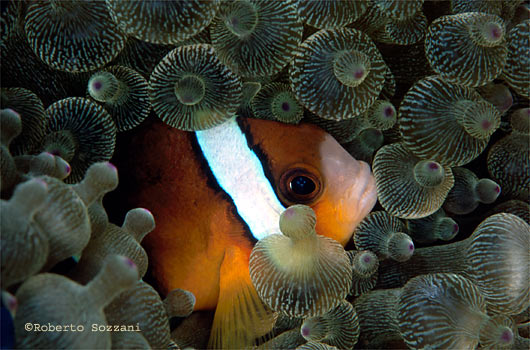 Amphiprion clarkii