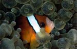 Clark's anemonefish