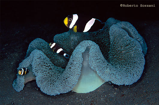 Amphiprion clarkii