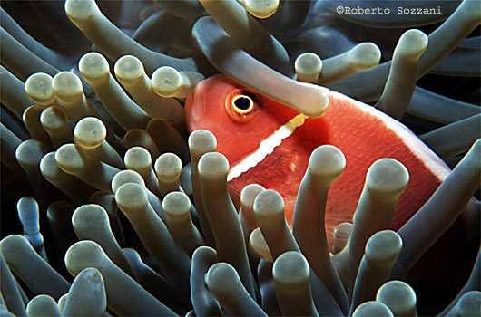 Amphiprion perideraion