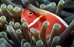Pink anemonefish