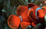 Spinecheek anemonefish