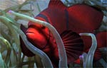 Spinecheek anemonefish