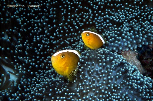 Amphiprion sandaracinos
