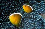 Orange anemonefish