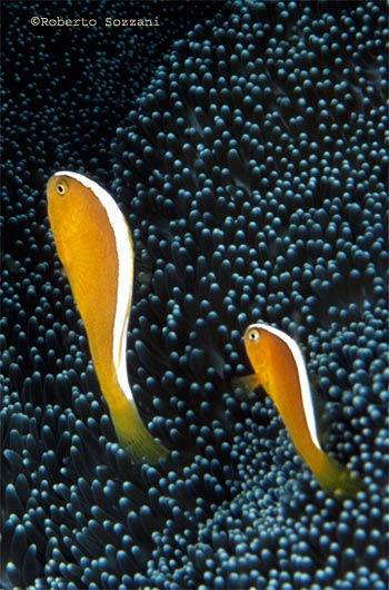 Amphiprion sandaracinos