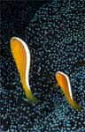 Orange anemonefish